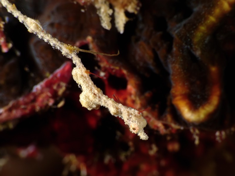 Slender pipefish among reef growth in Anilao