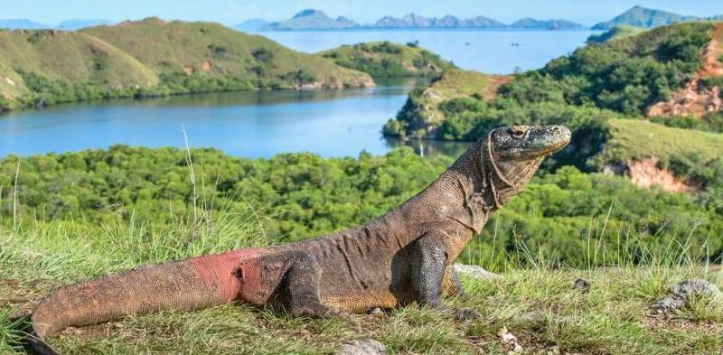 Komodo & Labuan Bajo