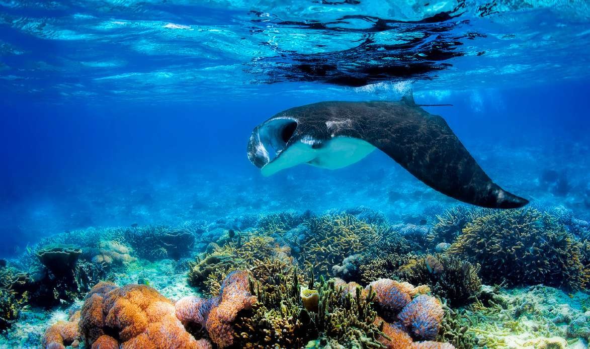 Komodo & Labuan Bajo