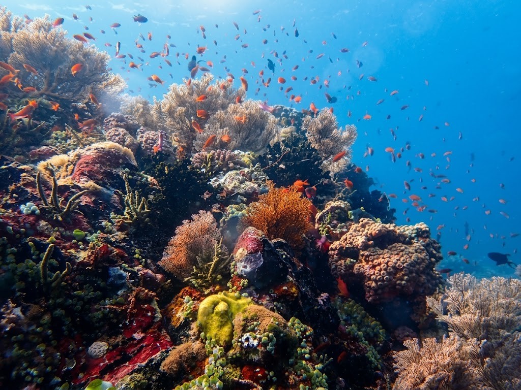 Puerto Galera & Verde Island Passage