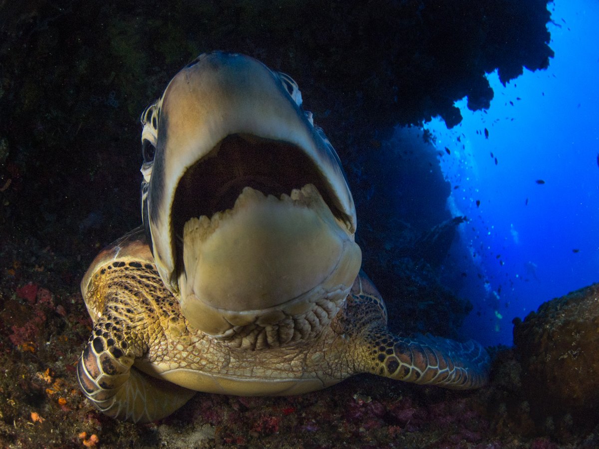 Bunaken & Manado