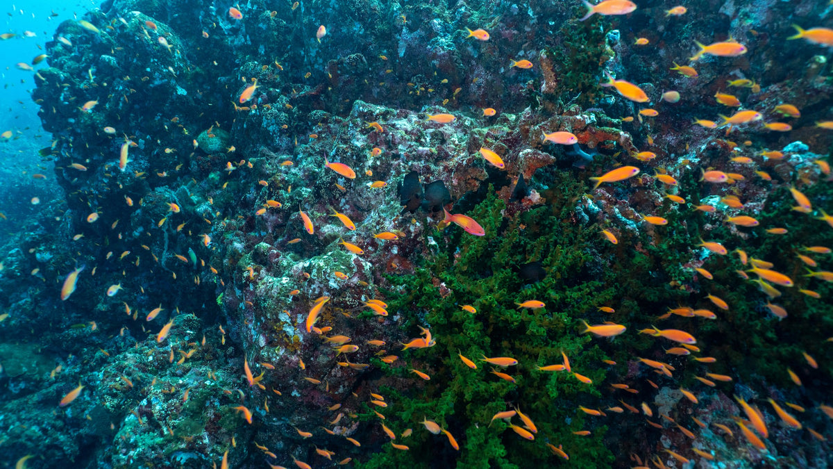 Pulau Weh & Banda Aceh