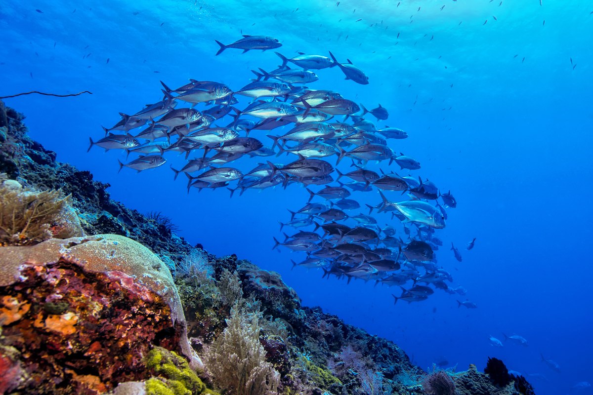 Bunaken & Manado
