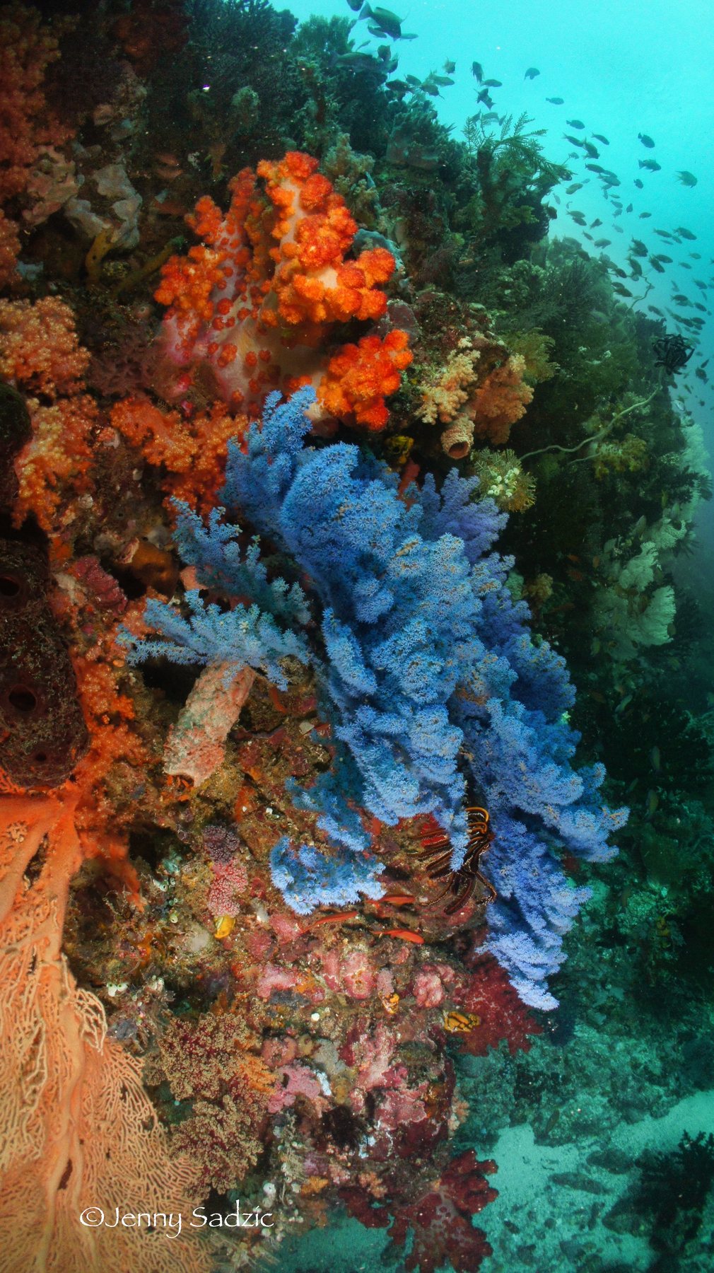 Luwuk & Banggai