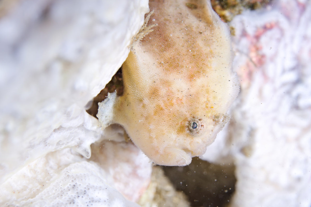 Lembeh Strait