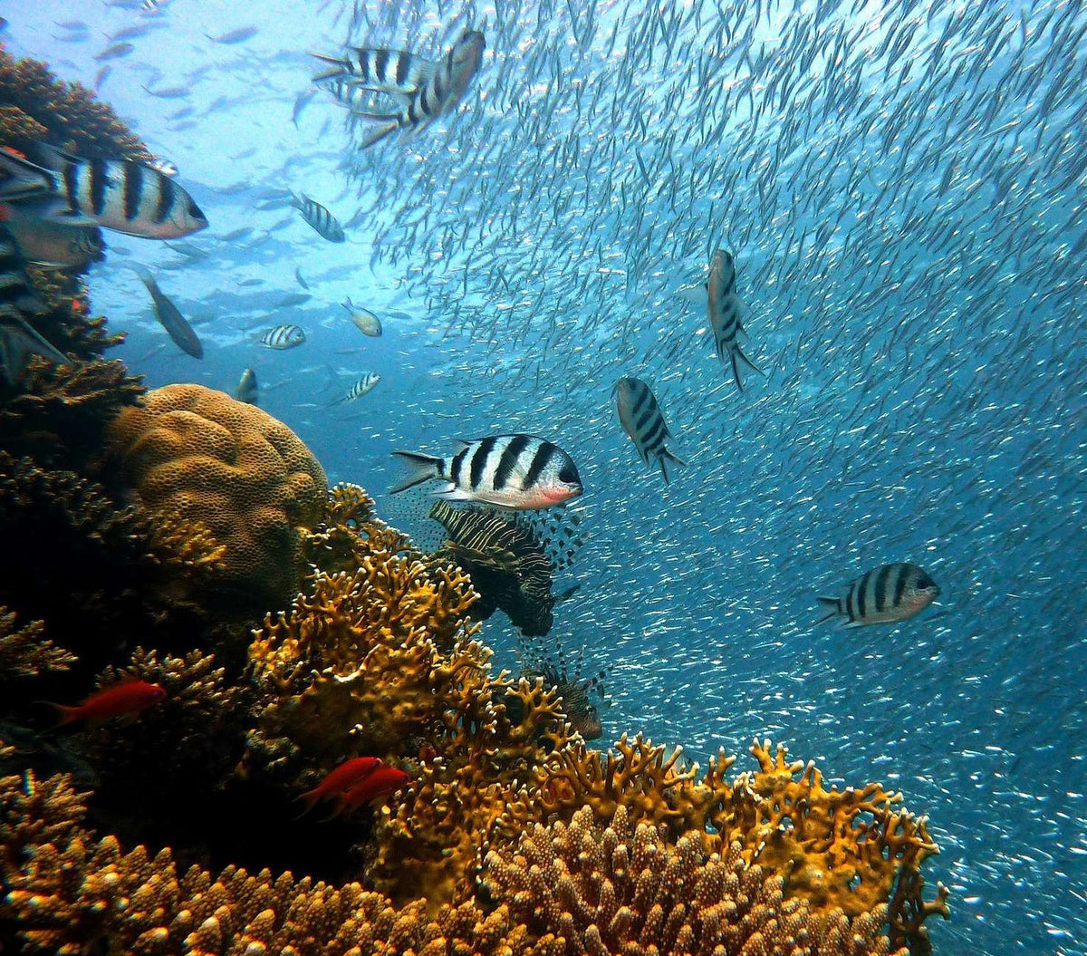 Komodo & Labuan Bajo