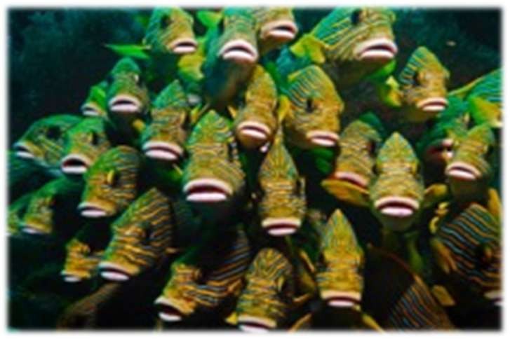 Raja Ampat