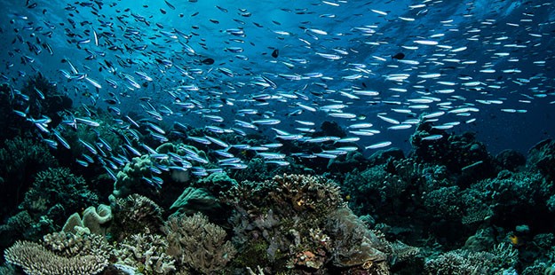 Wakatobi