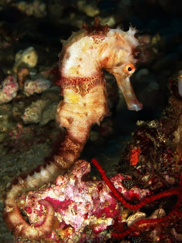 Seahorse among reef growth in Anilao