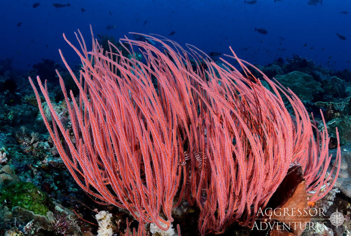 Komodo & Labuan Bajo