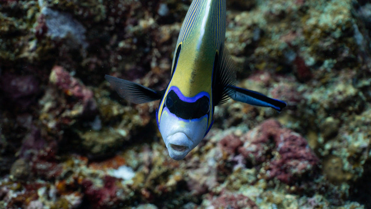Pulau Weh & Banda Aceh