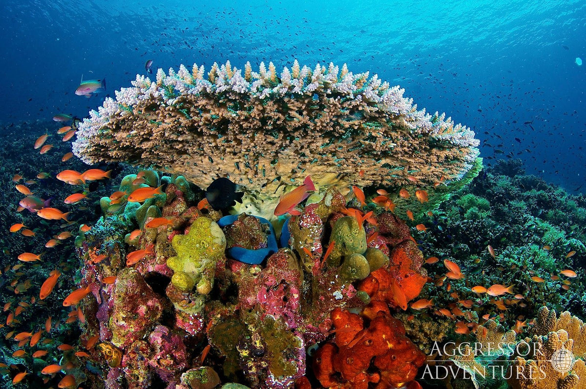 Komodo & Labuan Bajo