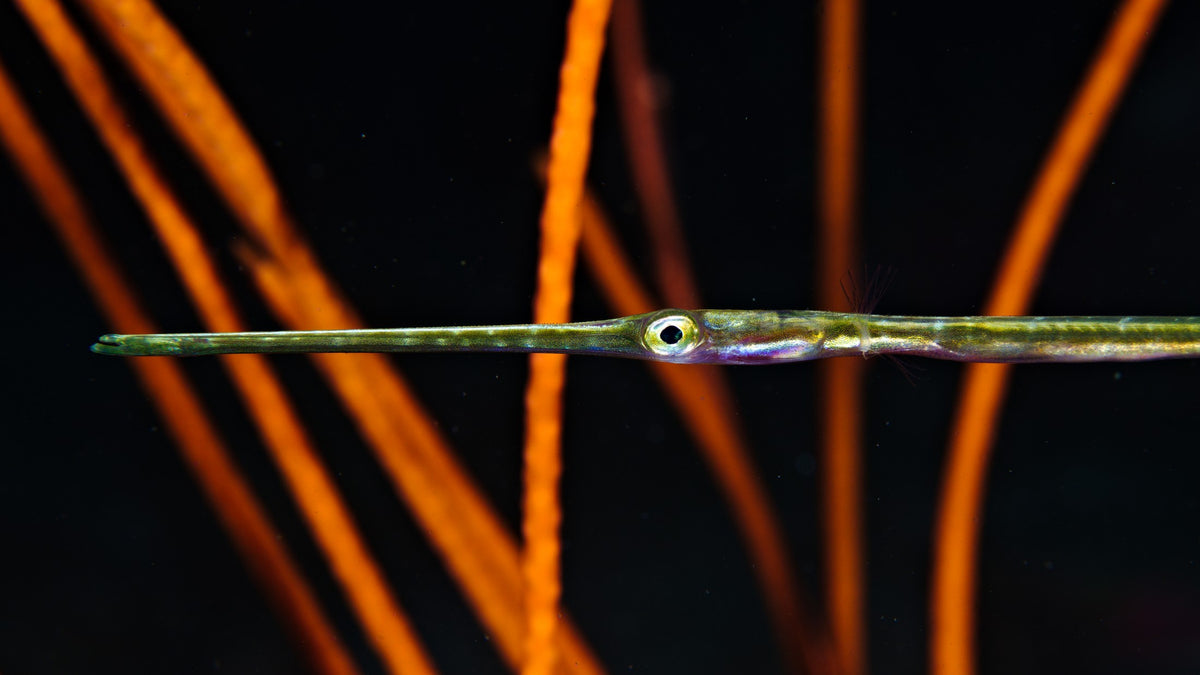 Lembeh Strait