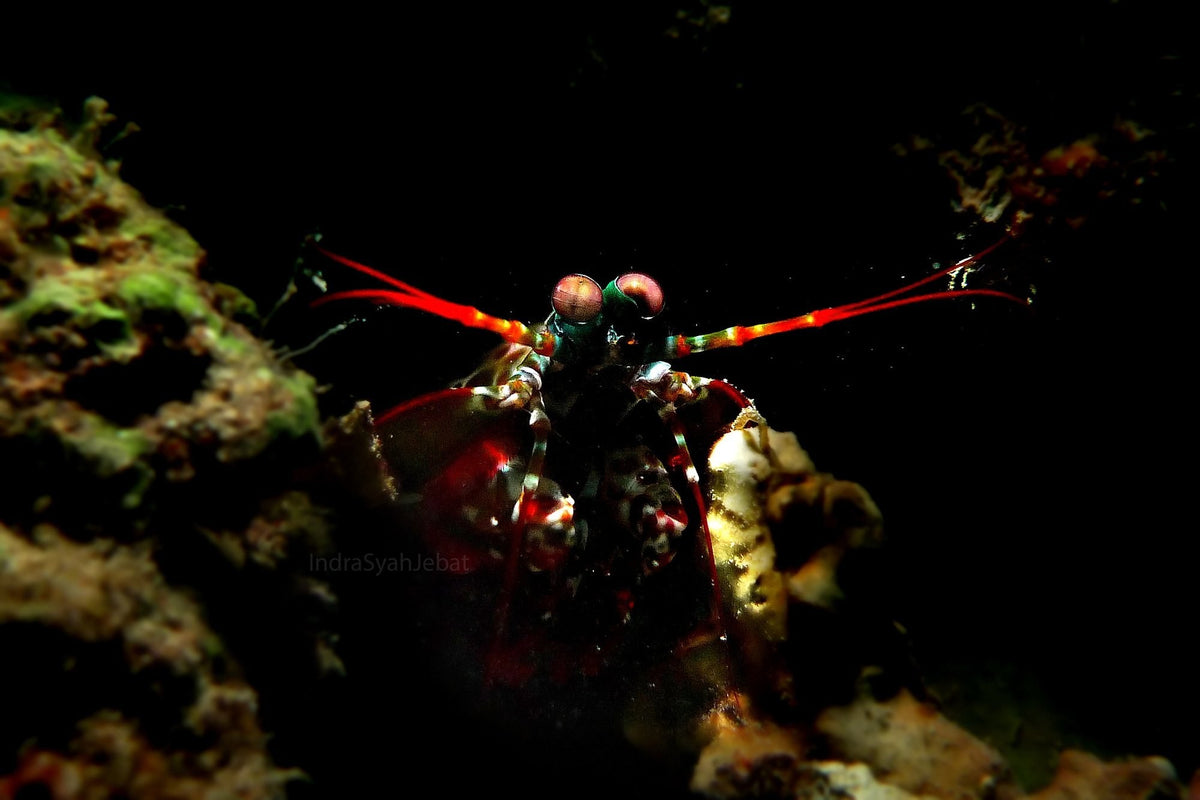 Sipadan, Mabul & Kapalai