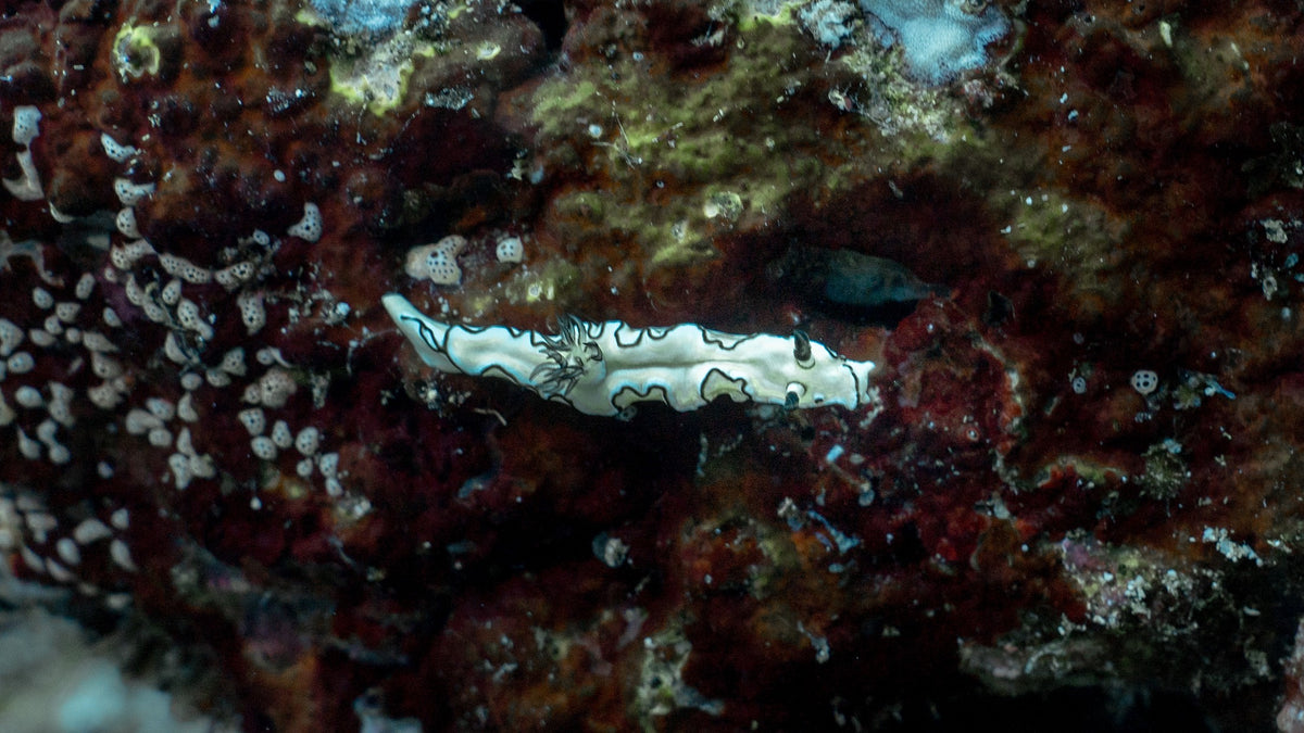 Pulau Weh & Banda Aceh