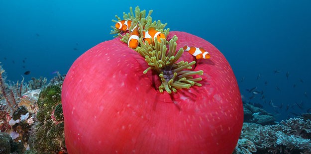 Wakatobi