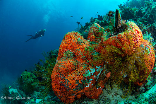 INDONESIA: THE MOLA MOLA & LIBERTY WRECK (BALI)
