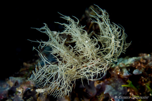 Philippines: Romblon Rare Critters & Macro Photography — May 7 – May 19, 2027