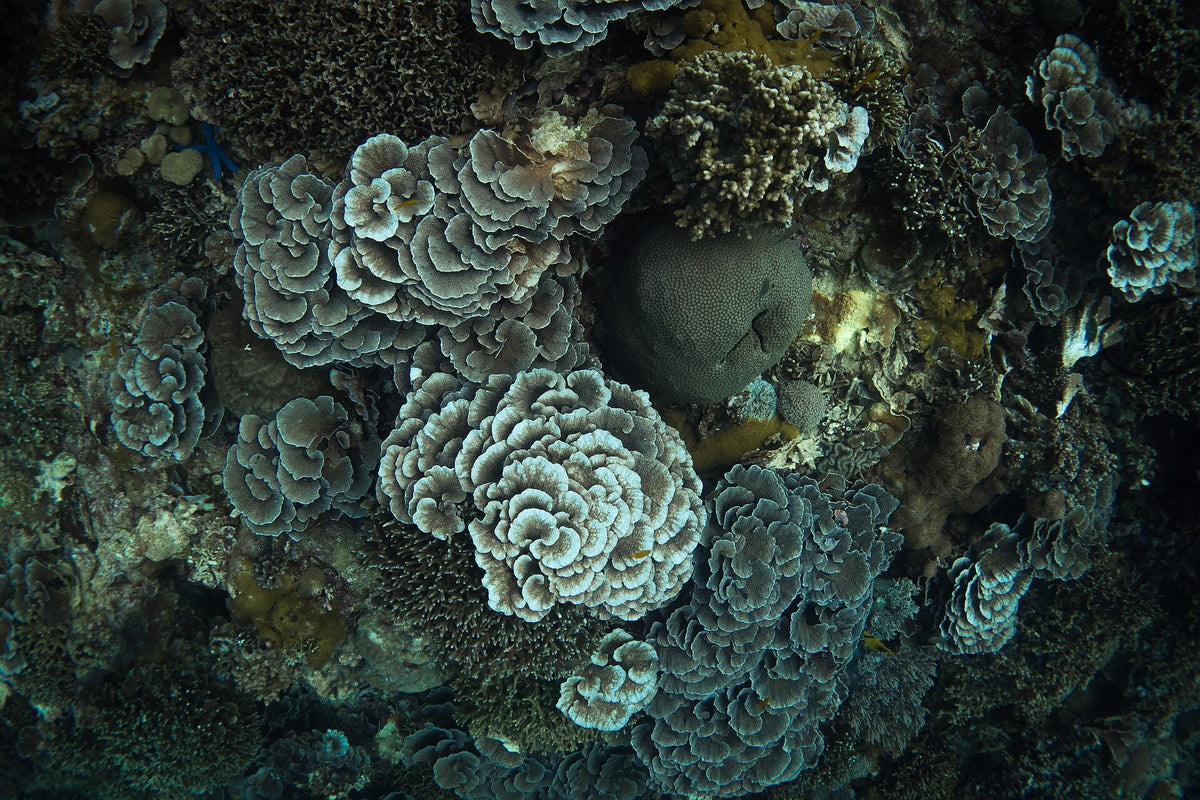 Layered coral formations at Apo Island Marine Sanctuary