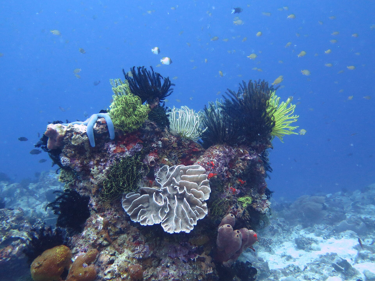 Corals and feather stars on a reef outcrop at Apo Island