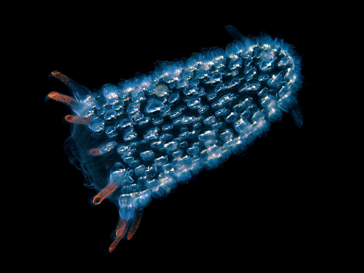 Translucent pelagic tunicate photographed off Atauro Island