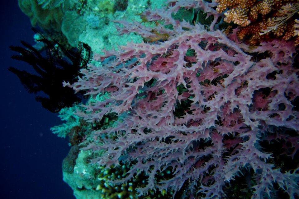 Pink soft coral photographed while diving at Atauro Island