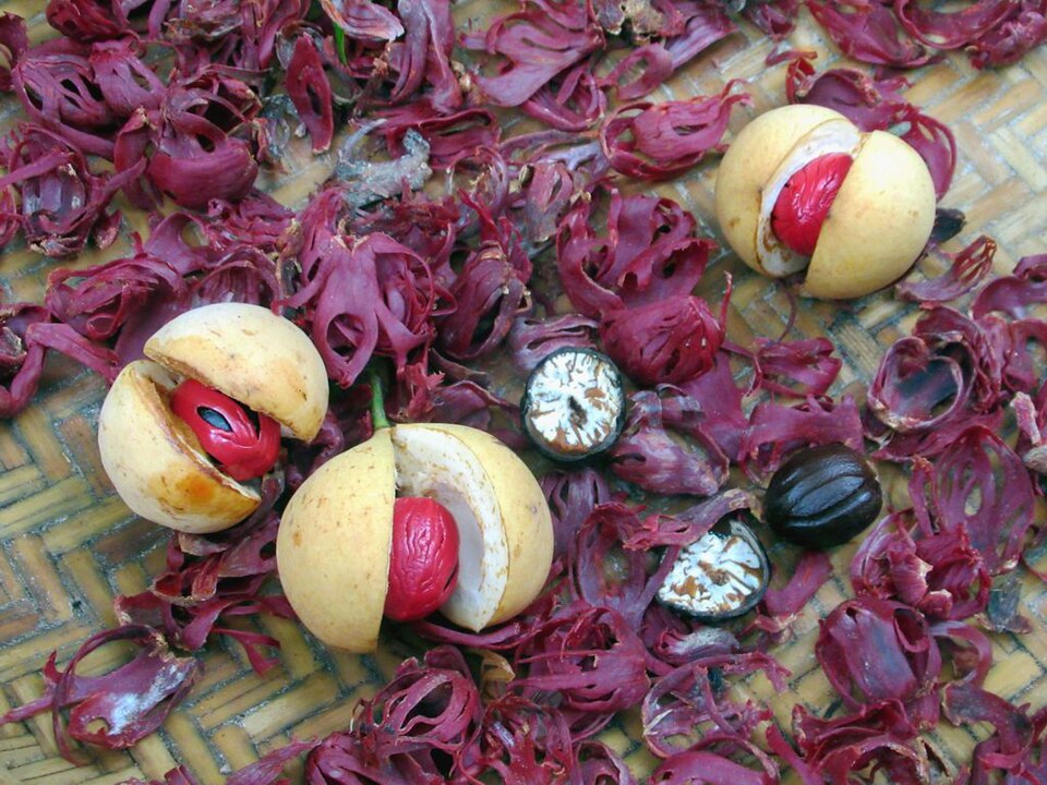 Fresh nutmeg and red mace on Lonthoir, Banda Islands