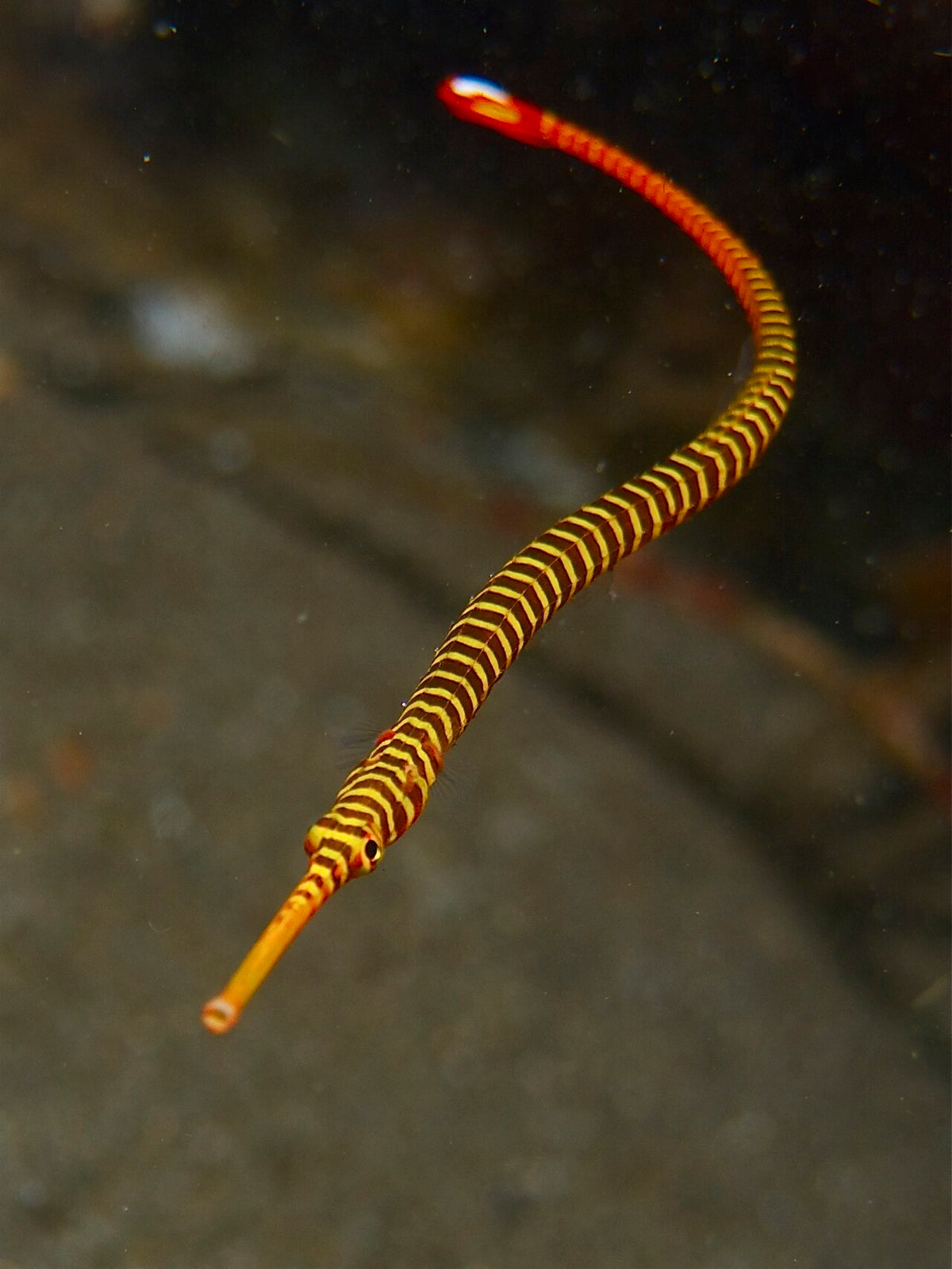 Yellow-banded pipefish photographed in Dauin, Philippines