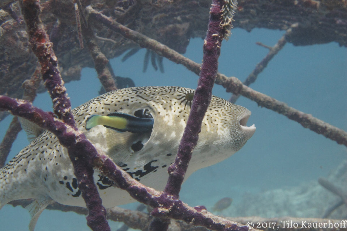 Pufferfish being cleaned beside an artificial reef at Gili Trawangan