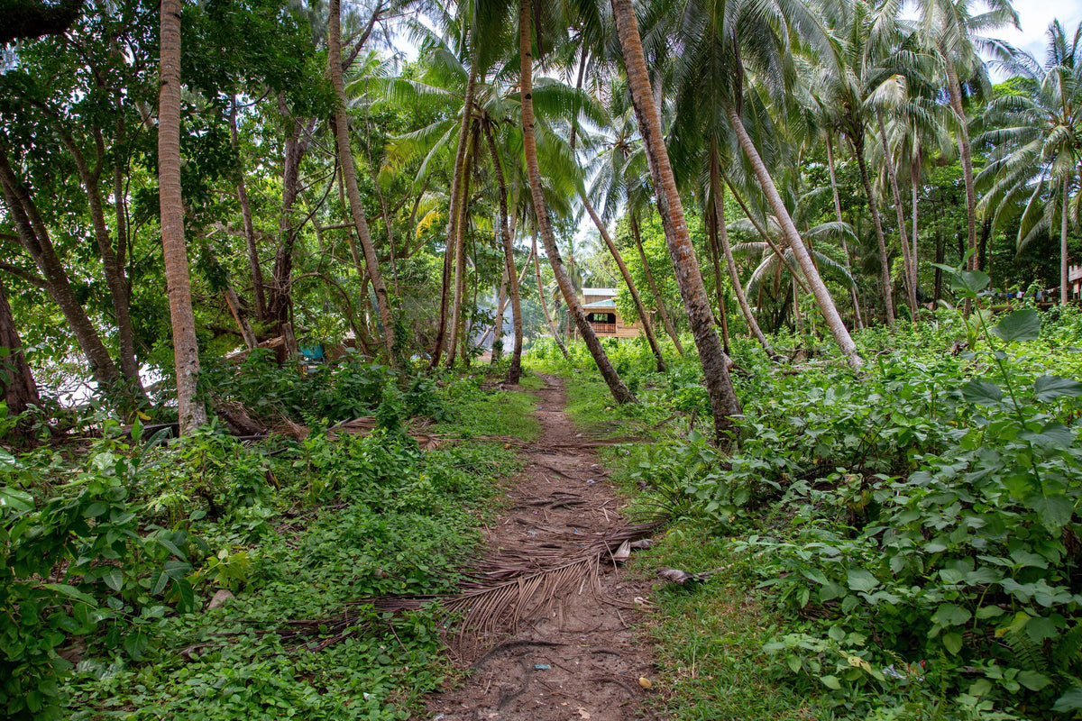 Path through coconut palms and tropical vegetation near Gizo, Solomon Islands
