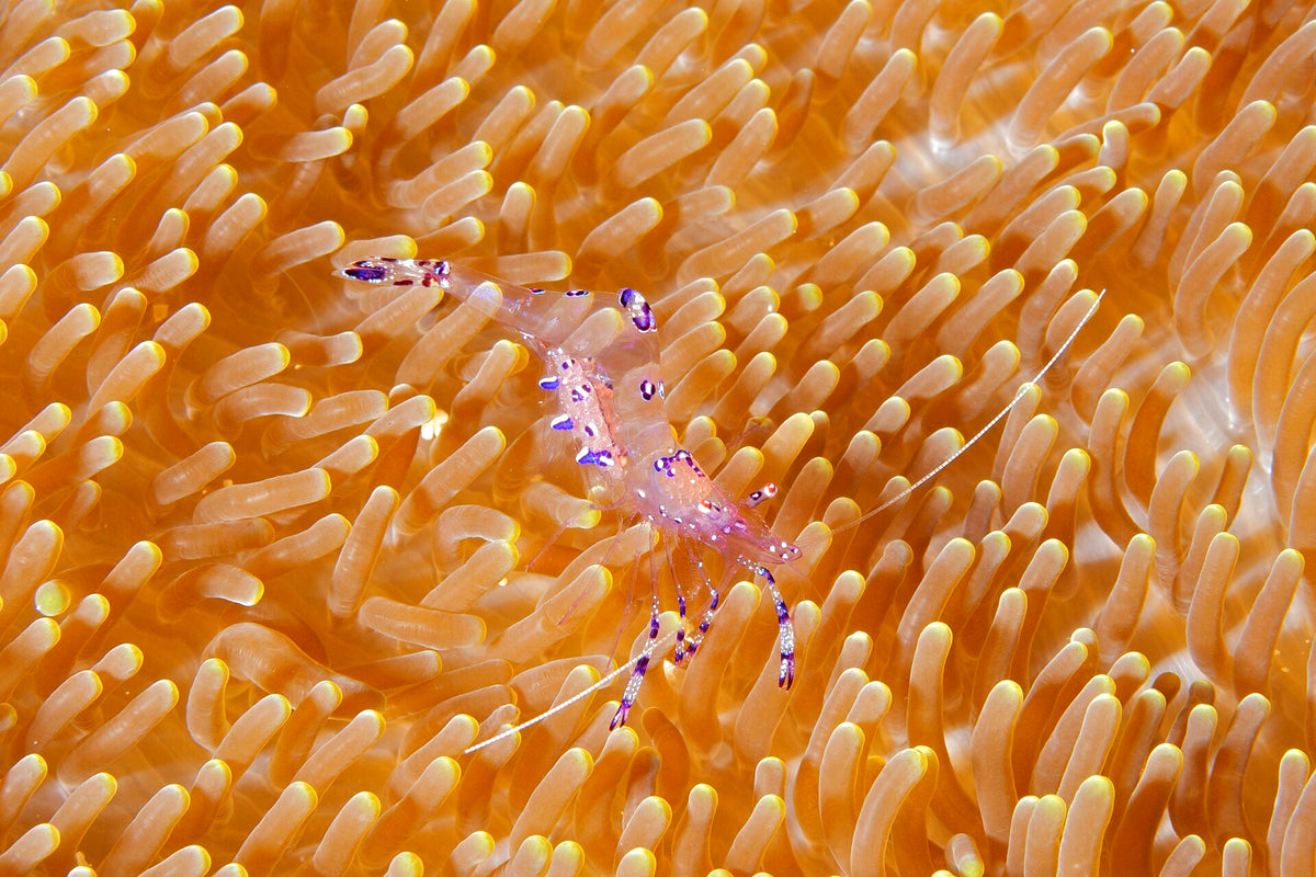 Anemone shrimp photographed at Angel Reef, Moyo Island