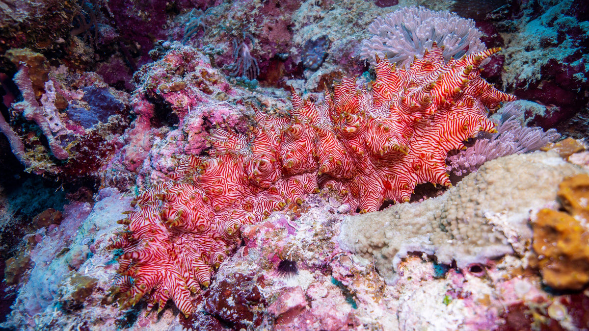Camouflaged reef fish resting on the seabed near Munda, Solomon Islands