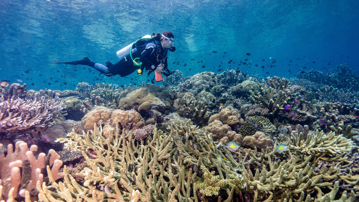 Scuba diver above a coral garden near Munda, Solomon Islands