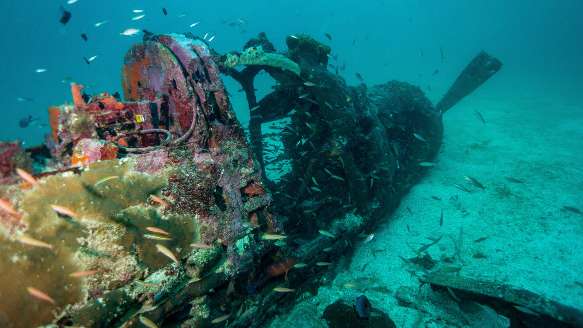 Coral-covered remains of a World War II aircraft underwater near Munda, Solomon Islands