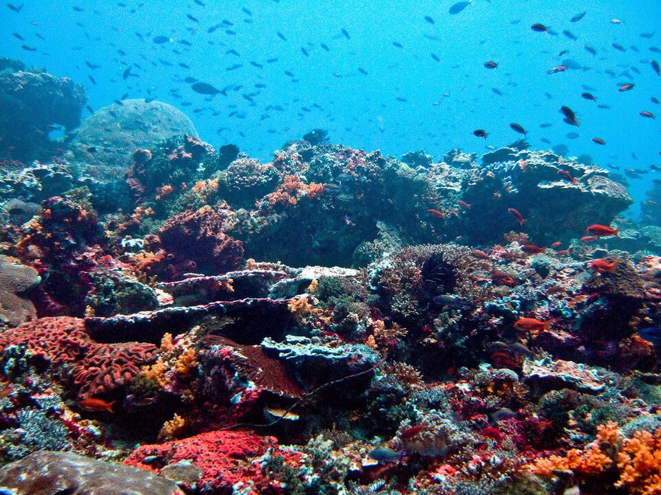 Coral reef and reef fish off Nusa Lembongan, Bali