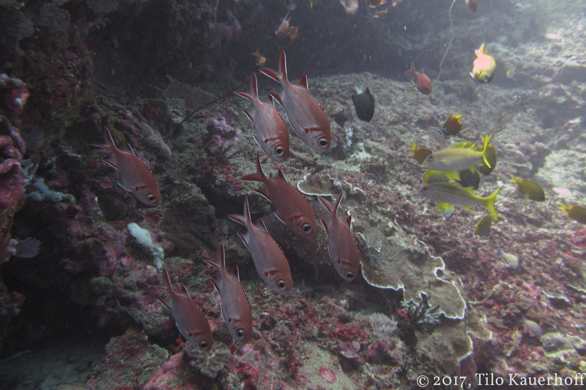 School of reef fish beside a reef at Crystal Bay, Nusa Penida