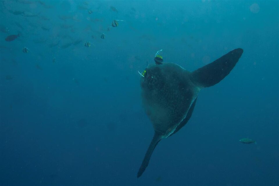 Ocean sunfish at Crystal Bay, Nusa Penida