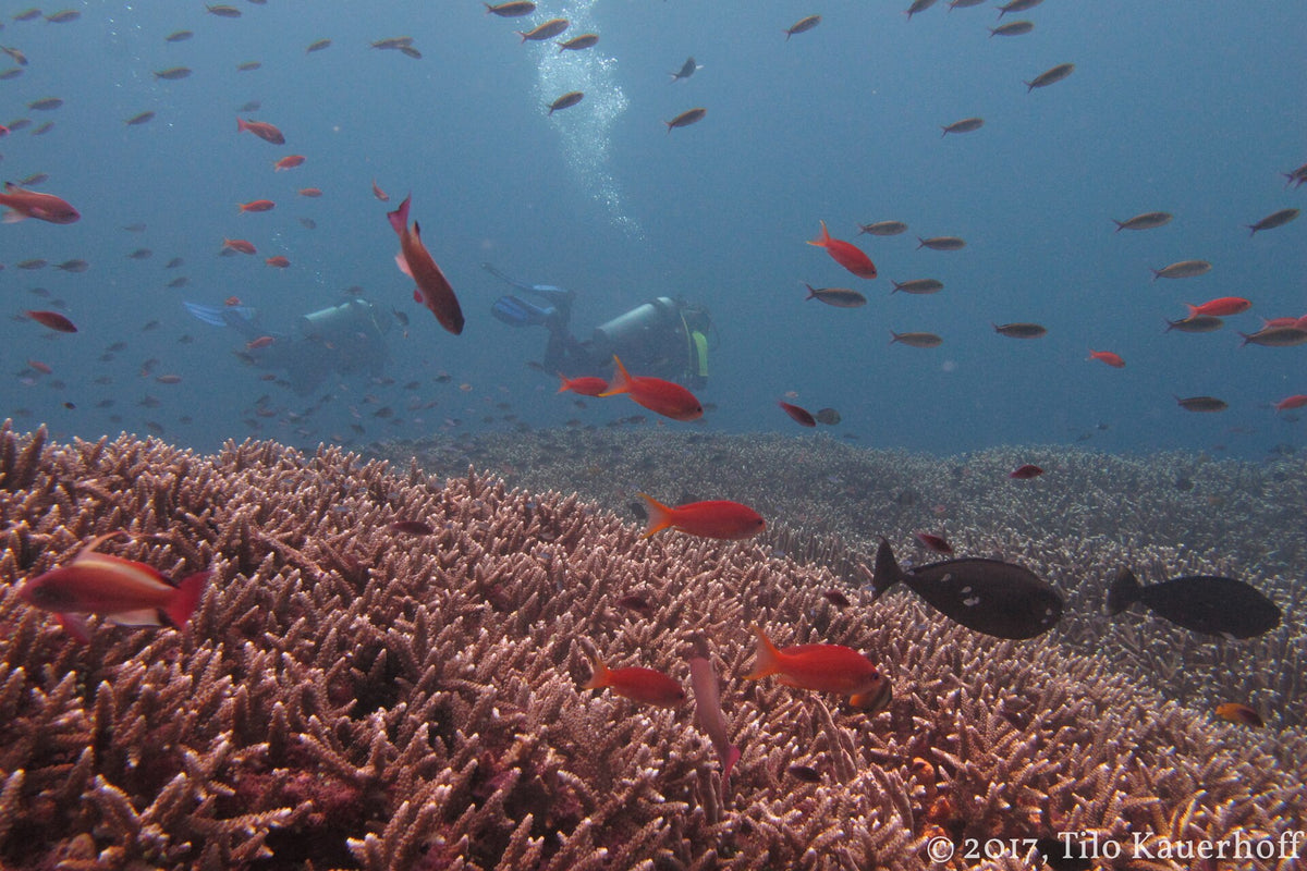 Reef fish over branching coral at SD, Nusa Penida