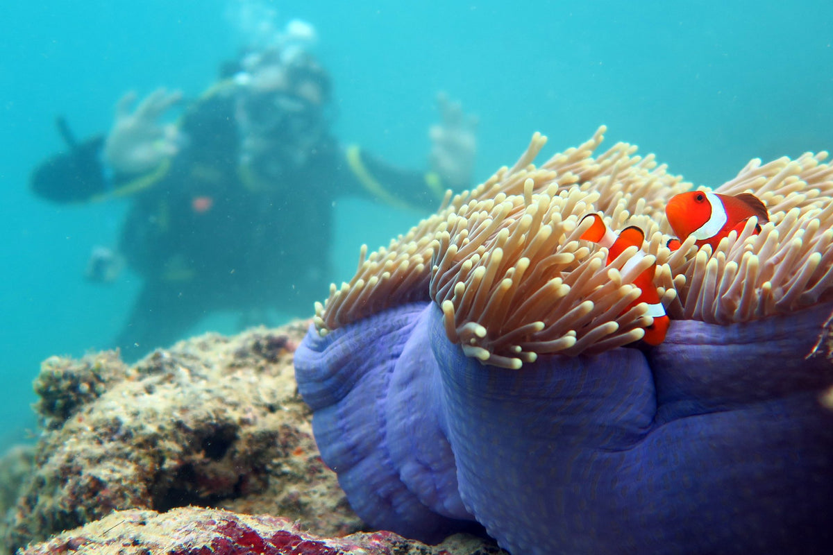 Clownfish in an anemone with a diver in the background in El Nido