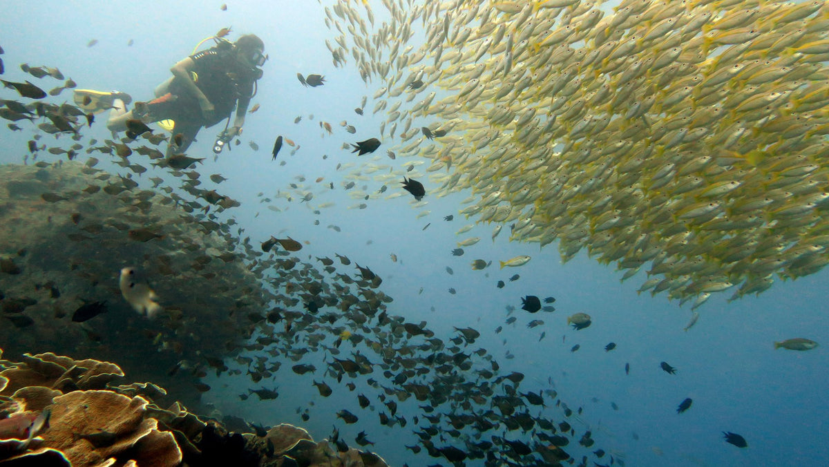 Divers and a dense school of fish above a coral reef in El Nido