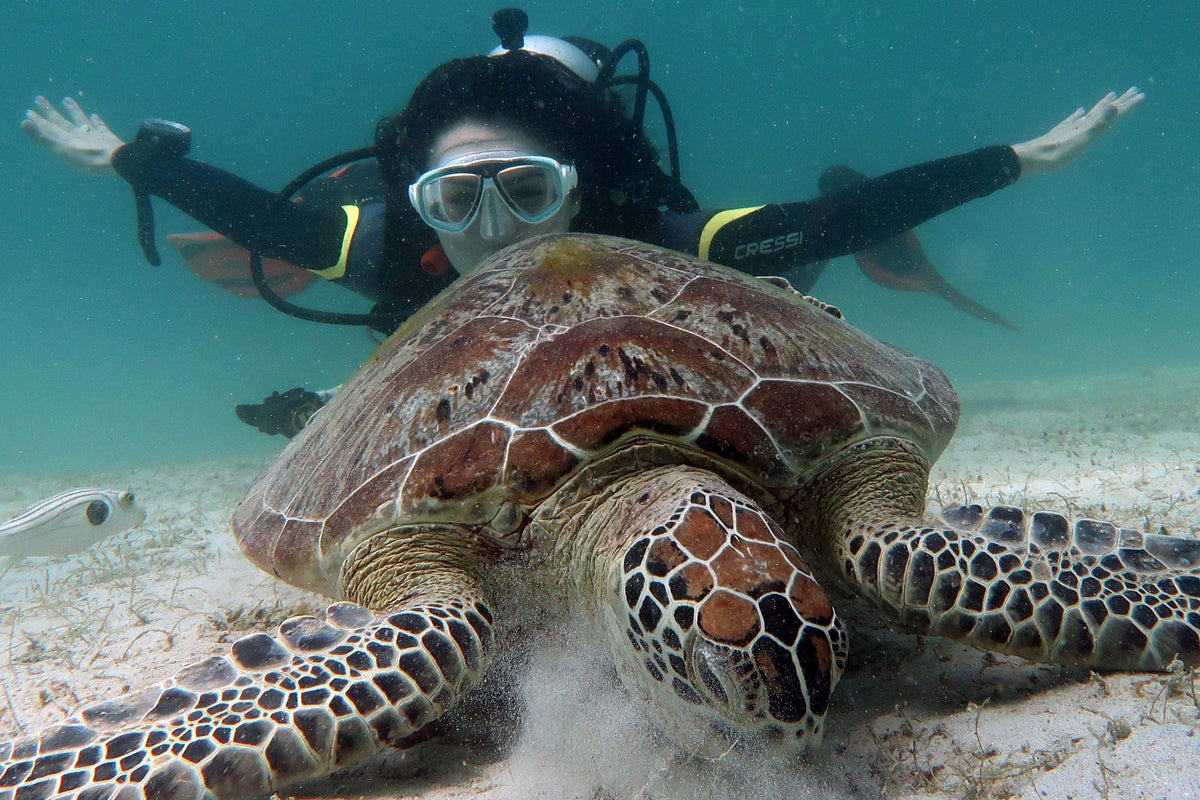 Close view of a green turtle with a diver behind it in El Nido