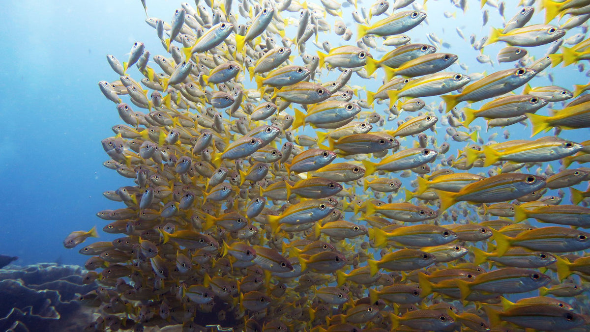 School of yellow-striped fish above a reef in El Nido
