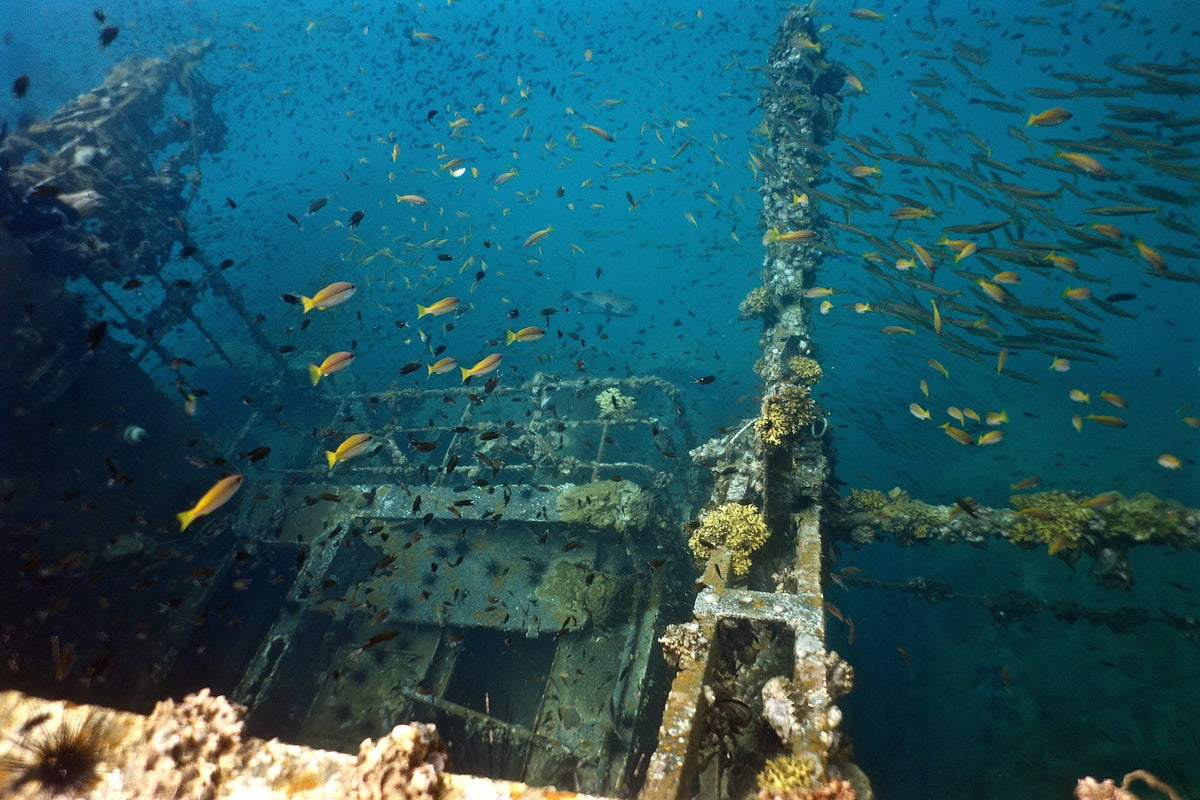 Schooling fish around an artificial reef at Perhentian Besar, Malaysia
