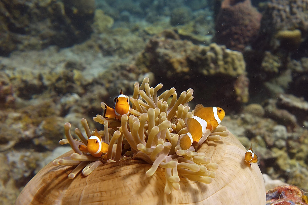 Clownfish in a sea anemone on a shallow reef at Perhentian Besar, Malaysia