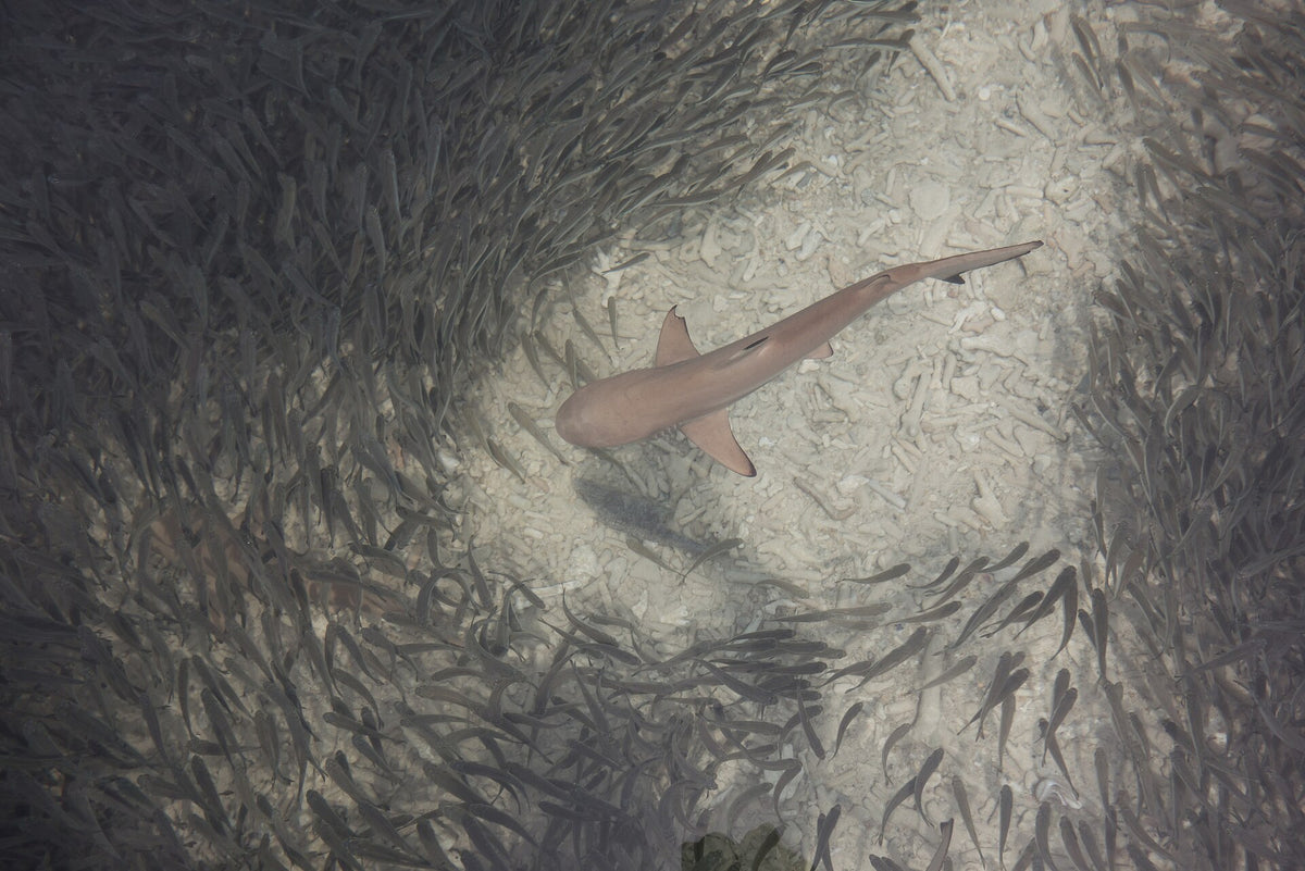 Juvenile blacktip reef shark surrounded by small fish in the Perhentian Islands
