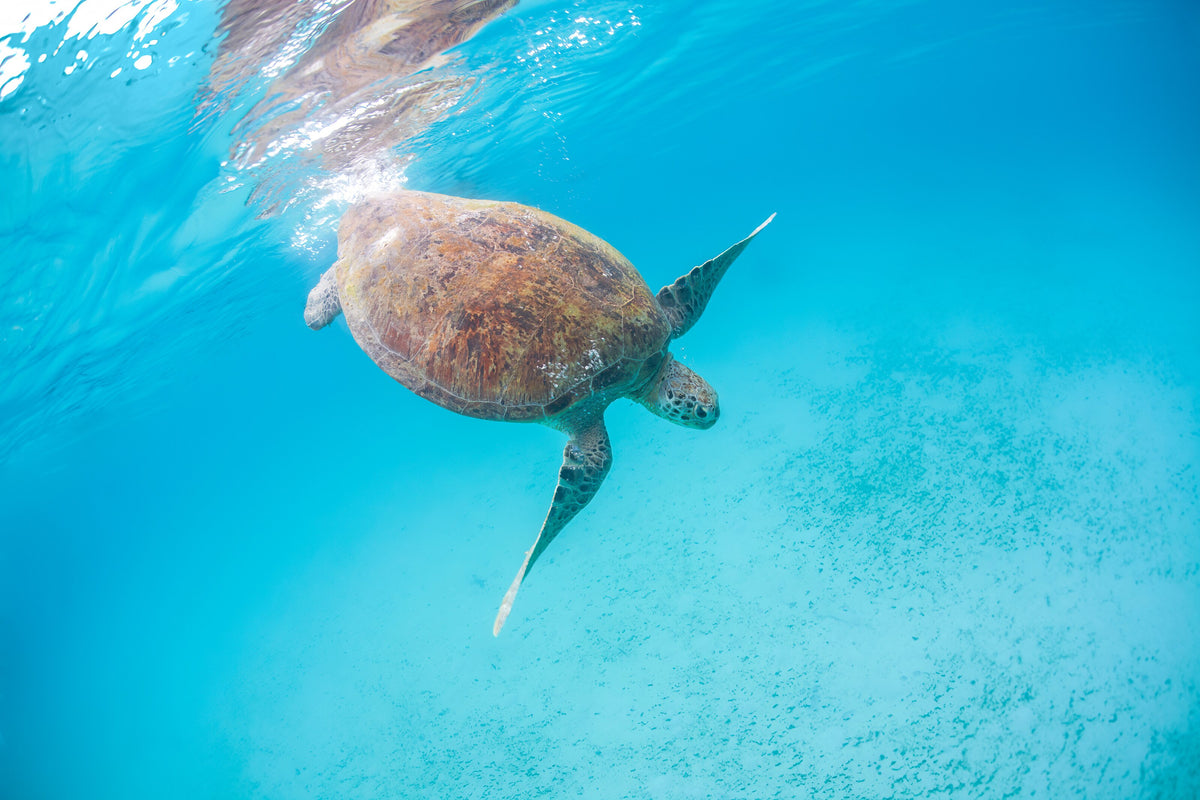 Green turtle swimming below the sunlit surface in the Perhentian Islands, Malaysia