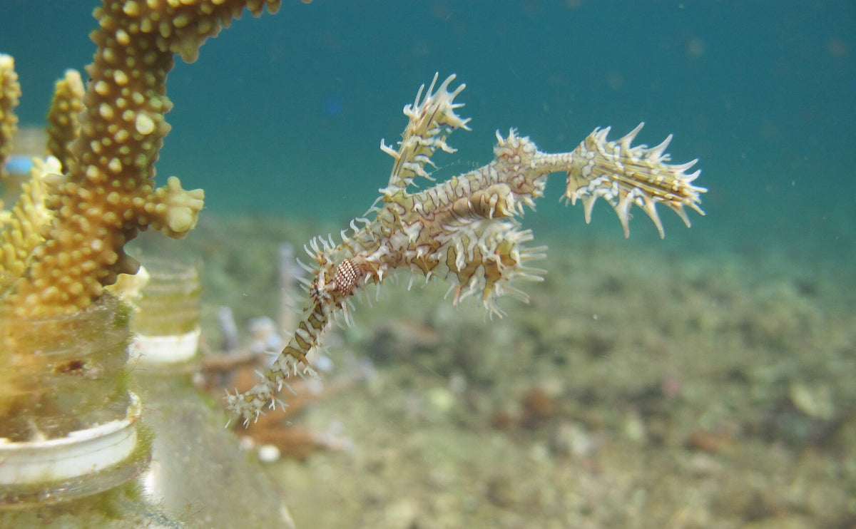Ghost pipefish at Bottle Reef on the north side of Pom Pom Island