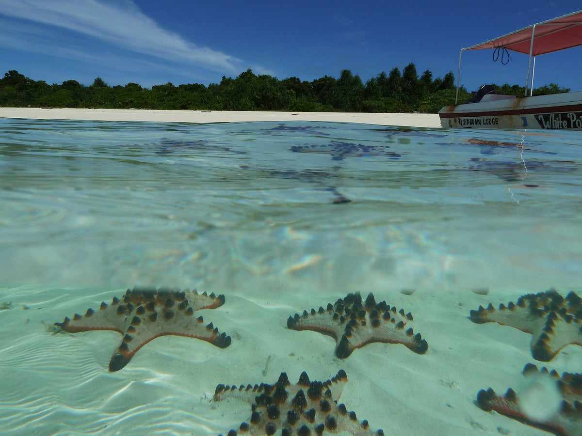 Sea stars in the shallow lagoon at Pom Pom Island, Sabah
