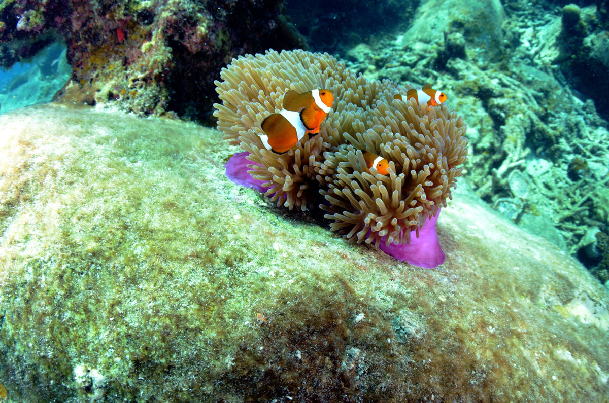 Clownfish sheltering in an anemone on a reef near Redang Island, Malaysia