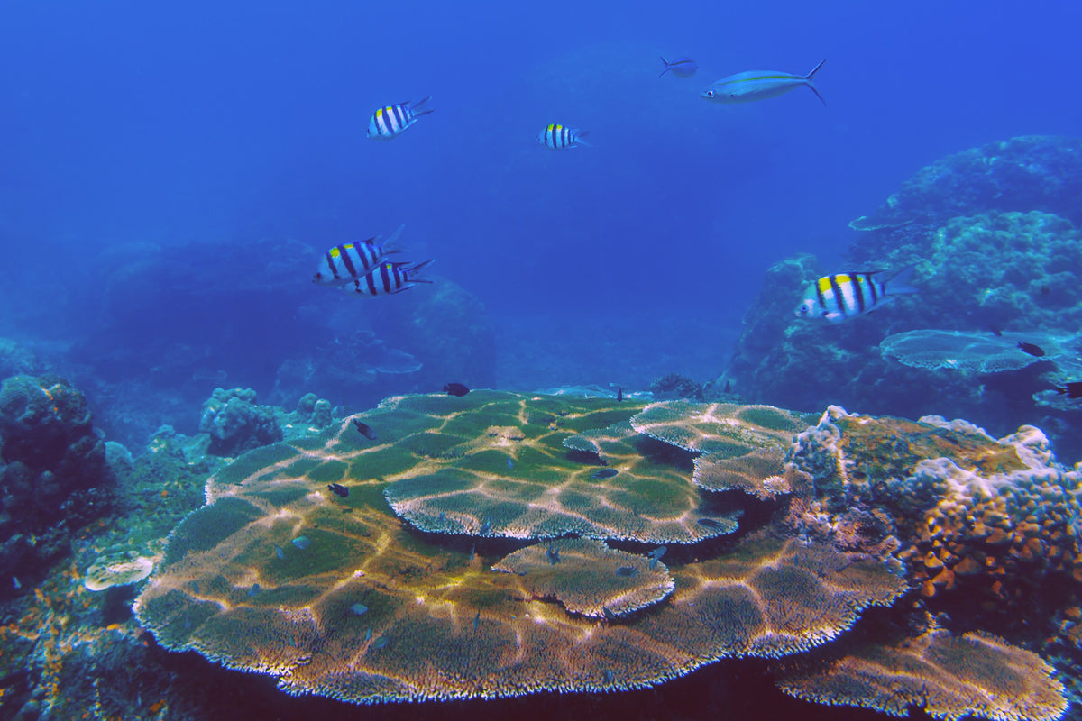 Sunlit table coral and reef fish near Redang Island, Malaysia